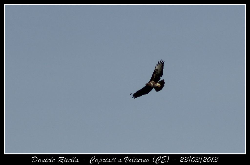 Buteo buteo???